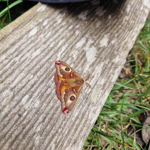 Schmetterling3
