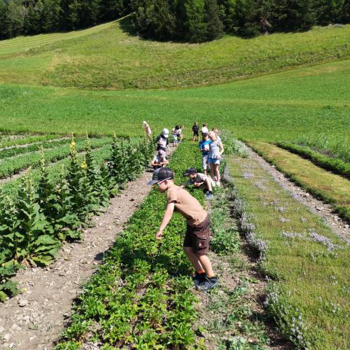Pflücken der Erdbeeren