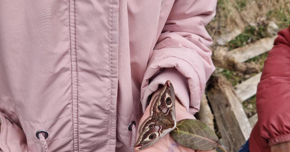 Schmetterling2